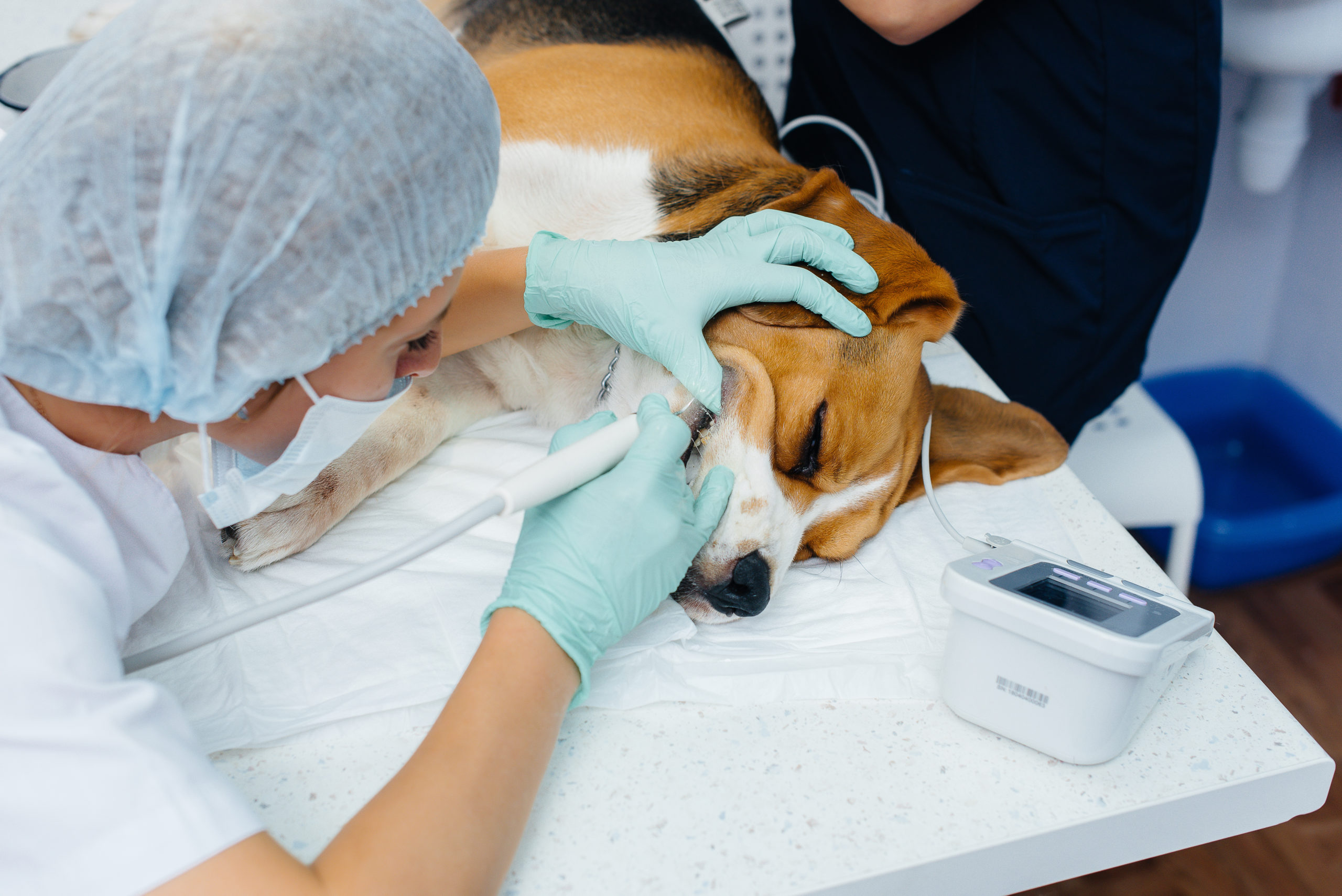 A beautiful thoroughbred dog is given dental cleaning and dental procedures in a modern veterinary clinic