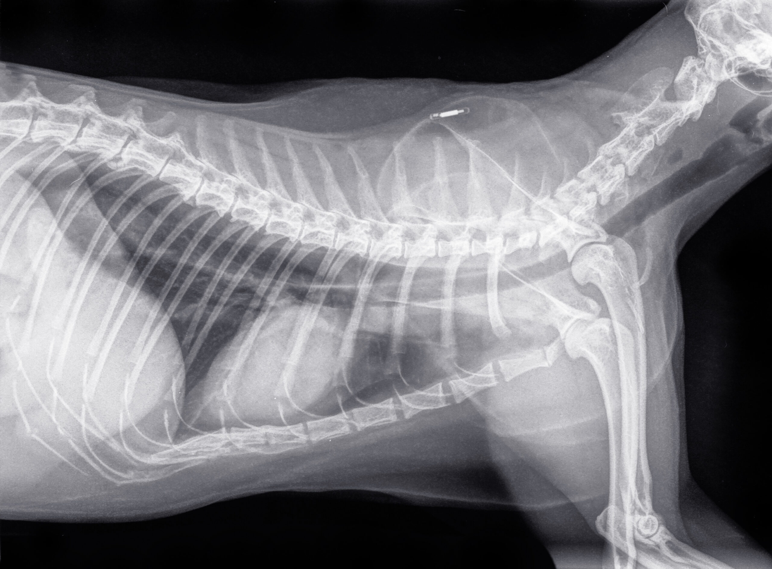 Digital x-ray of a side view of the thorax of a cat. The lungs,